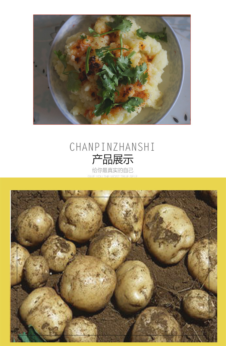 甘肃定西农家新鲜黄皮土豆自家种植马铃薯 小洋芋新鲜土豆10斤装