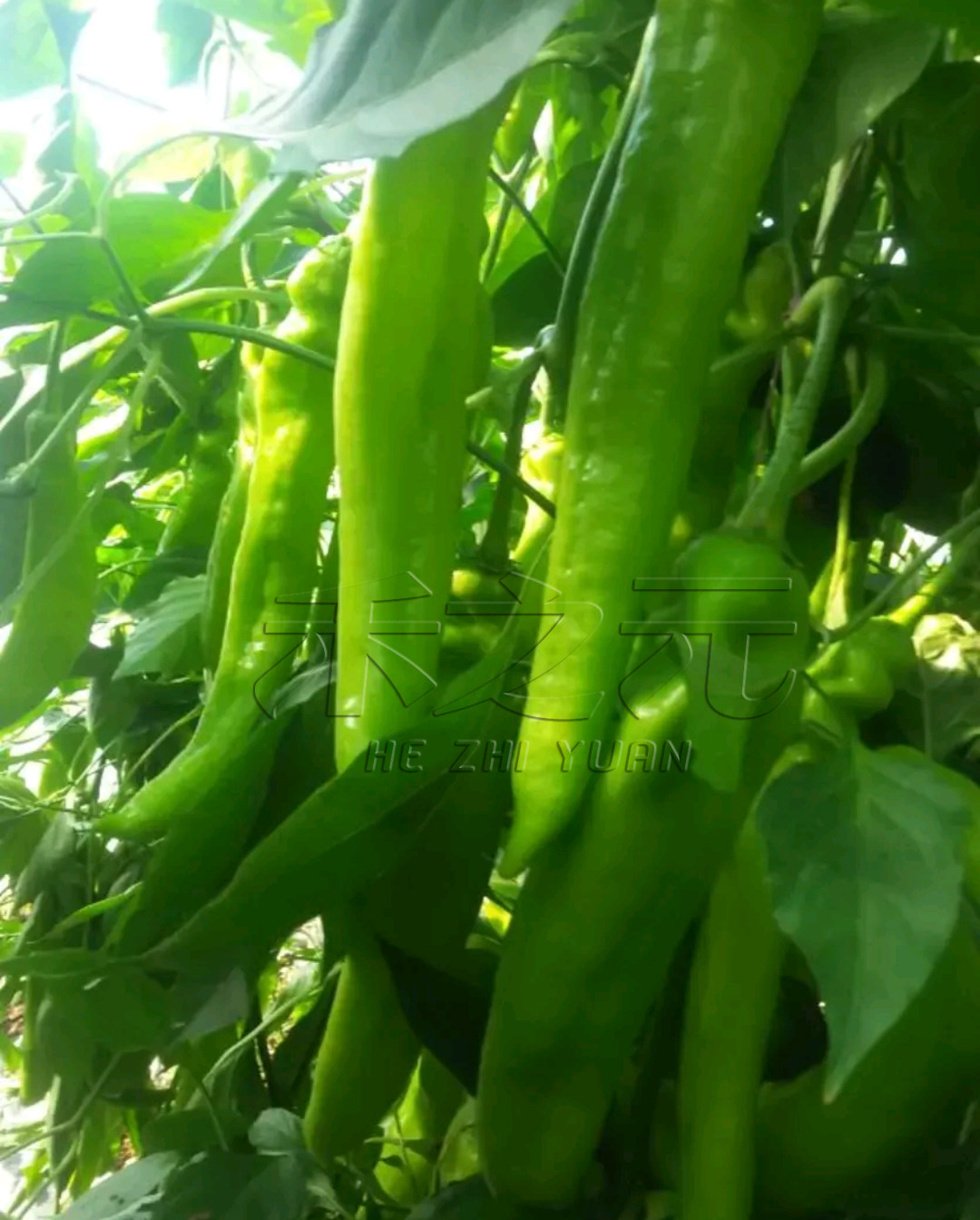 日本坂田井野辣椒种子耐低温 高产 抗病毒疫病栽培羊角椒r