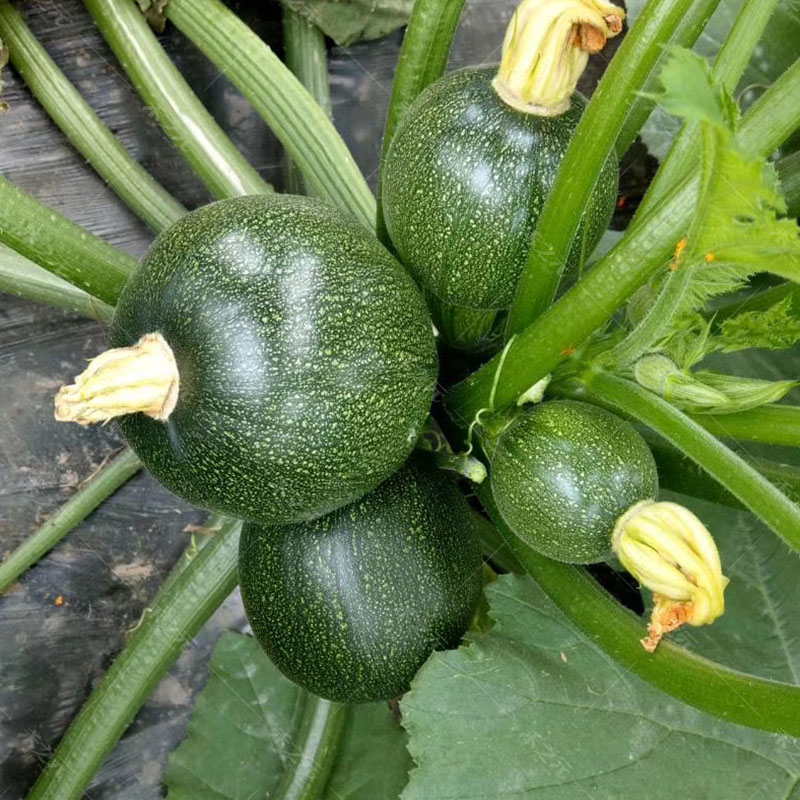 盛丰墨珠西葫芦种子菜籽种秋冬季春季种植播四季春季高产夏季 - 禾之