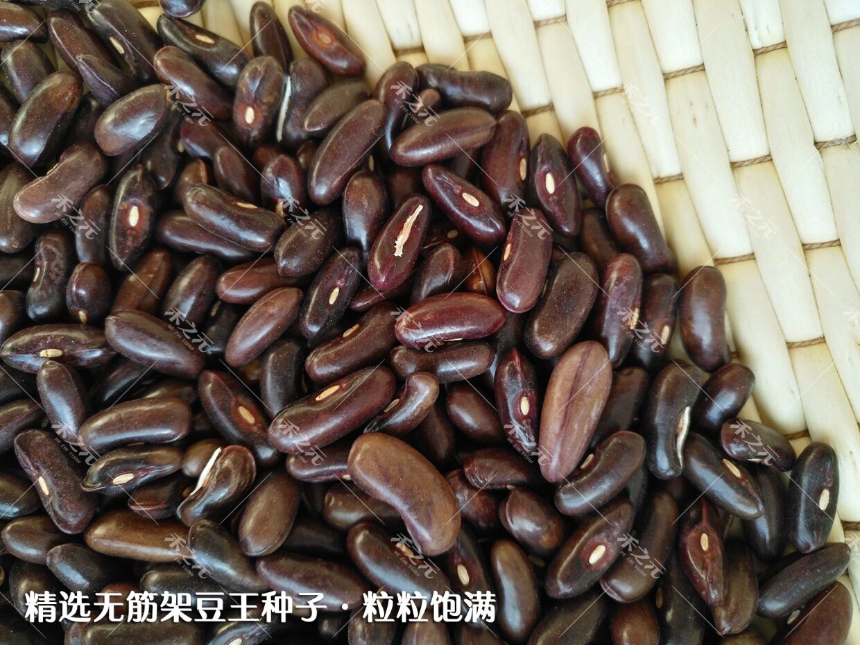 寿光蔬菜种子 泰国无筋架豆王种子 适合庭院栽培 四季豆 青豆