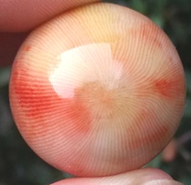 Ningqiang coral Jade fossil four-shot single 2 3 play accessories string Buddha Beads pendant necklace car hanging 11W