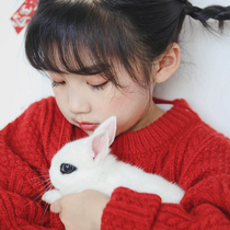 Pygmy rabbit live teacup rabbit does not grow big Pet rabbit Live small mini lop rabbit Cat cat rabbit Bunny Bunny