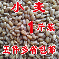 High-quality parrot food Wheat bird food Bird food feed pigeon food 5 kg more province
