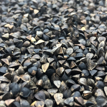 High-quality parrot food shelled buckwheat budgerigar Xuanfeng peony small sunbird food 5 kg more province