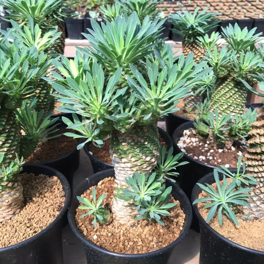 【铁甲麒麟】 老桩群生 一物一拍 办公室盆栽 多肉植物 礼物