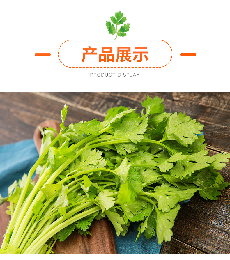 有机胡芹菜新鲜蔬菜空心清脆鲜嫩芹菜