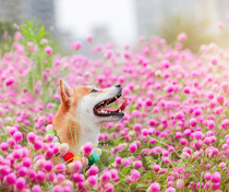 Guangzhou Foshan professional pet photography shooting photo cats dogs rabbits door-to-door shooting human pet photo photo