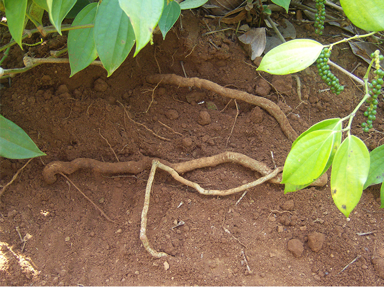 包邮正宗海南胡椒根250g原生态野生煲汤炖汤料泡酒药材送白胡椒粒