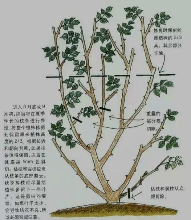 庭院爬藤盆栽花卉欧洲月季欧月赛蔷薇藤本月季夏洛特夫人花苗