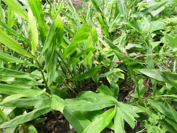 张家界新鲜野生洋荷阳荷姜洋荷阳藿阳荷洋河火笋新鲜蔬菜2斤包邮