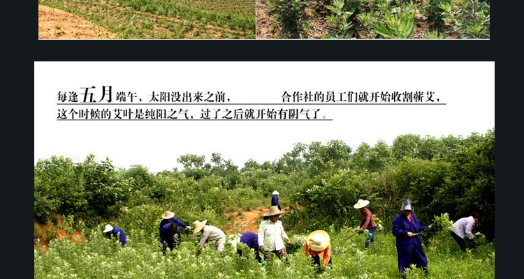 3cm4cm5cm粗艾条20cm长 蕲春九尖蕲艾艾条艾叶五年陈手工九尖贡艾