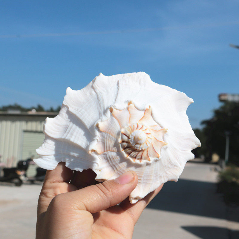 包邮天然大海螺贝壳左旋螺观音螺左旋香螺祭祀法器佛器礼品纪念品