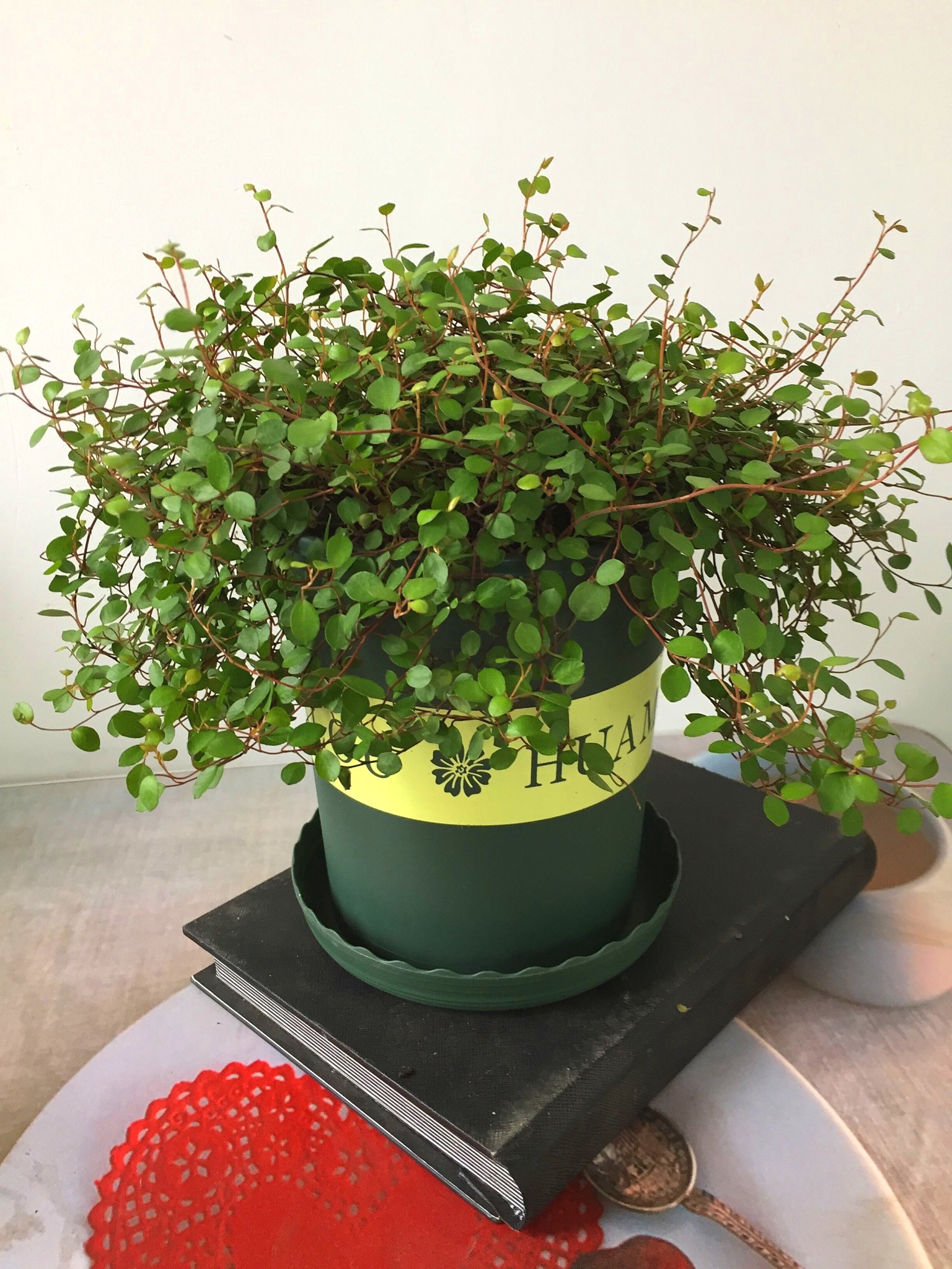 > 商品详情  千叶兰不易发生病虫害,但如盆土积水且通风不良,会导致