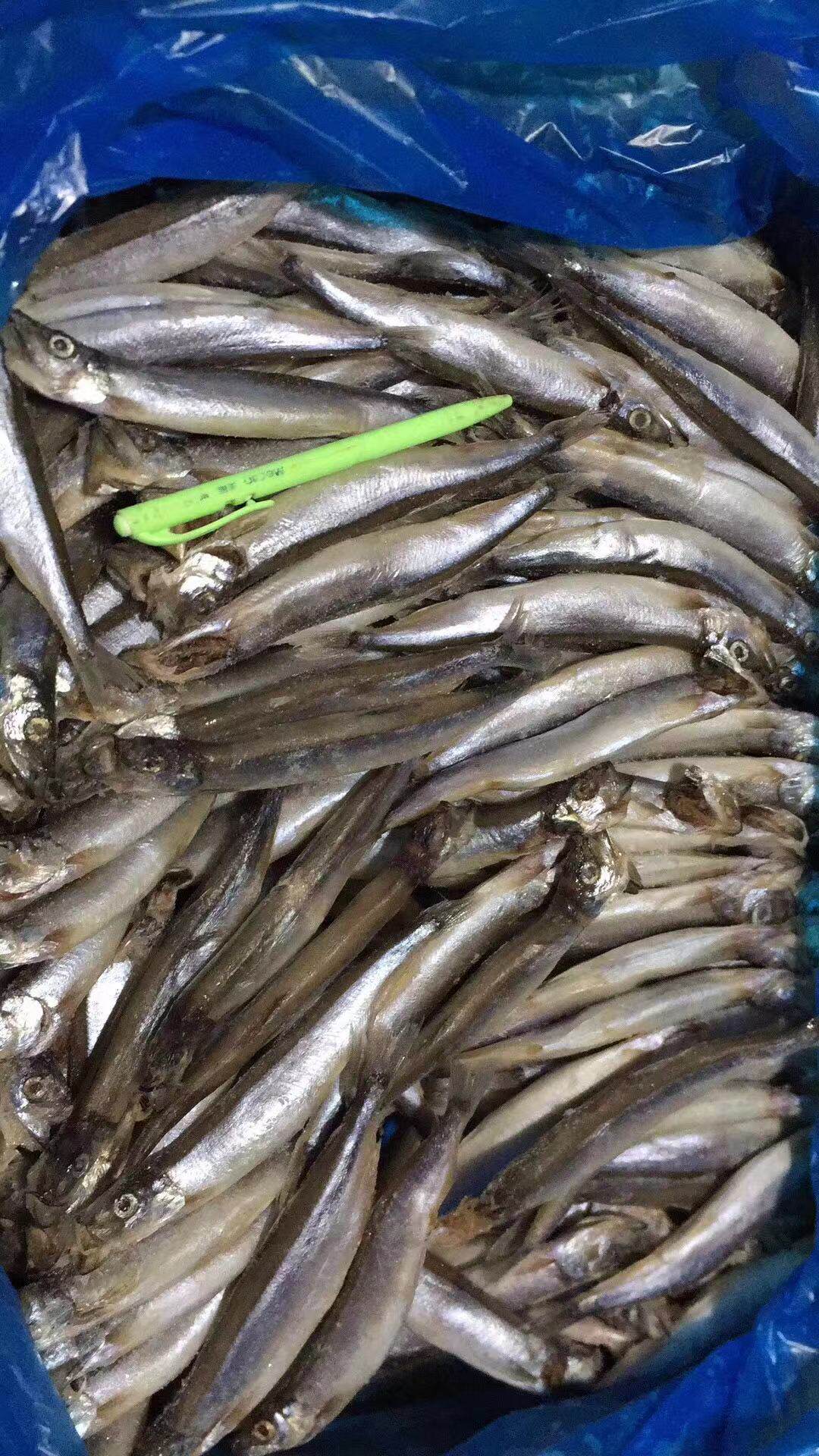 20斤多春鱼新鲜满籽冷冻多籽深海鱼海鲜烧烤江浙沪皖整箱包邮