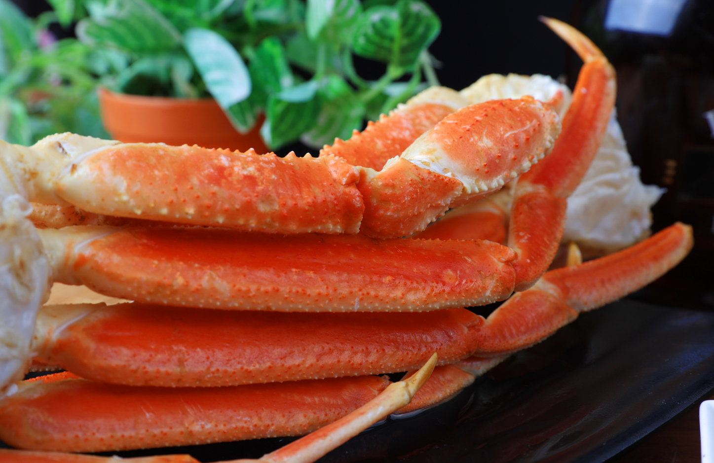 《古月带你吃》雪蟹腿