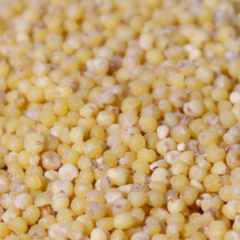 山东特产黄小米宝宝米500g*2袋小黄米五谷杂粮月子新米_7折现价35.8元