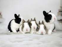 Beijing thirteen Years Real Body Shop Pure Germline Health Insurance Alive Seven Years Dwarf Rabbit Daotch Rabbit Pet Rabbit