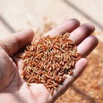Yunnan specialty valley glutinous rice red soft rice new rice five grains red rice buy 4 bags of 2 pounds per bag