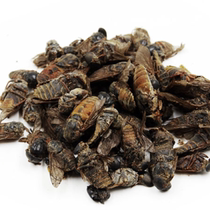 niu meng chong fluidics species gadfly cattle busy insect cattle mosquitoes cow fly Chinese herbal medicine 500 grams