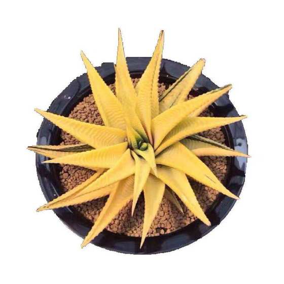 Glazed Palace Brocade, Twelve Hard Leaf, Succulent Cactus, One-piece Green Cactus, One-piece Cactus, Prevent Radiation
Glazed Palace Brocade, Twelve Hard Leaf, Succulent Cactus, One-piece Green Cactus, One-piece Cactus, Prevent Radiation