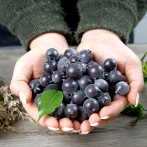 New product simulation blueberry fake fruit model Blueberry fruit bouquet ornaments earrings decorative original dried fruit box shooting road toys