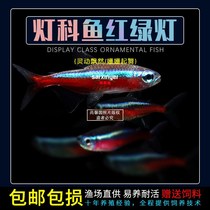 Traffic light fish small tropical lamp cofish Pauline lamp freshwater fish grass cylinder group tours fish peacock fish living ornamental fish