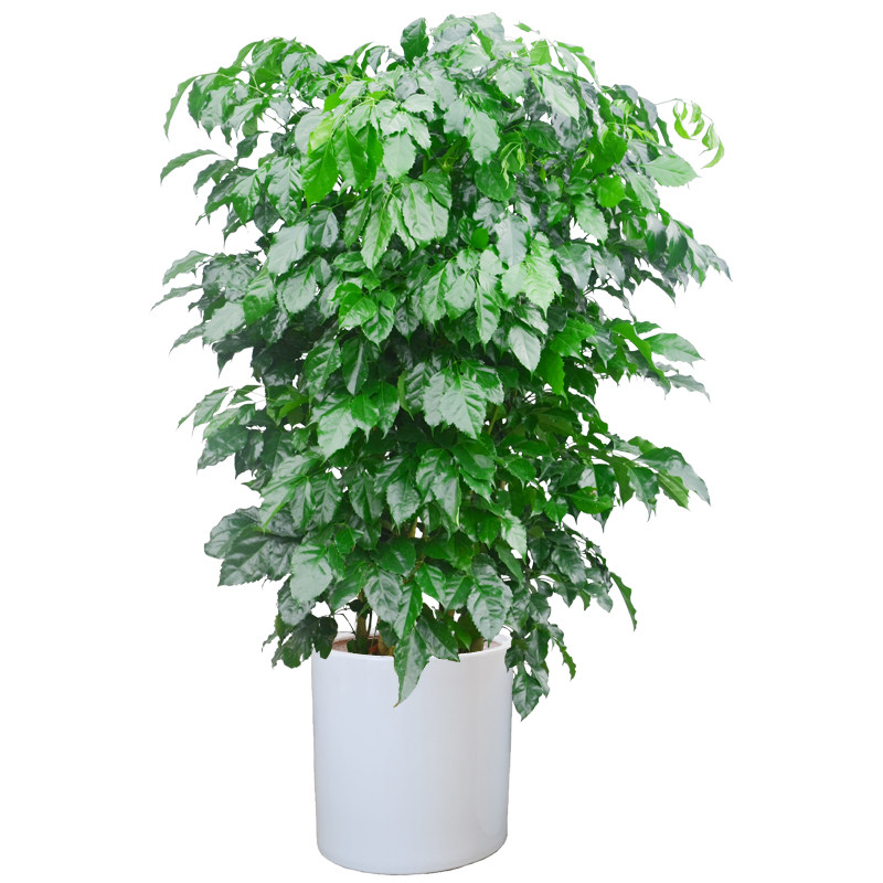 室内大型盆栽绿宝盆景 观叶植物 幸福树 客厅绿植办公室净化空气