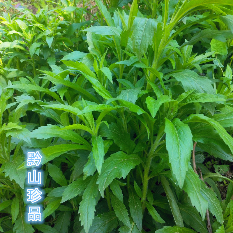 贵州草药小飞蓬加拿大飞蓬小白酒菊中药材小蓬草新鲜现采枝叶盆栽