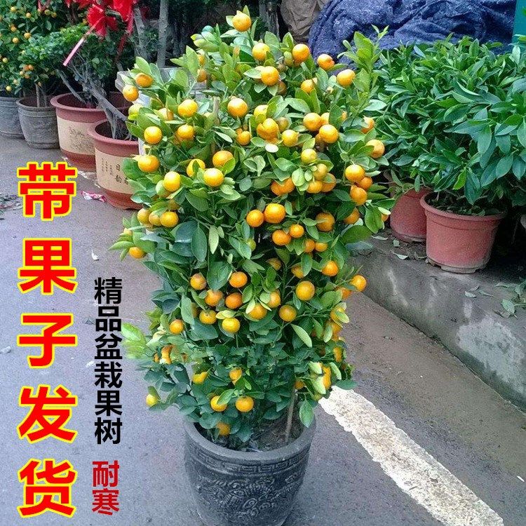 金桔盆栽砂糖蜜橘桔子果树苗带果甜桔苗四季观赏橘子金桔食用盆栽