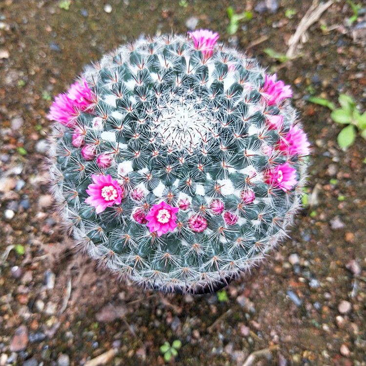 玉翁开花了 花苞多 品相好 根系强壮