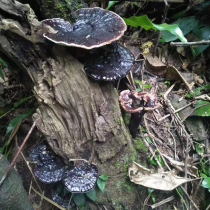 Deep mountain semi-wild Ganoderma lucidum 500g Guangxi purple Ganoderma lucidum black Zhi cut cut dry goods wine can be sliced