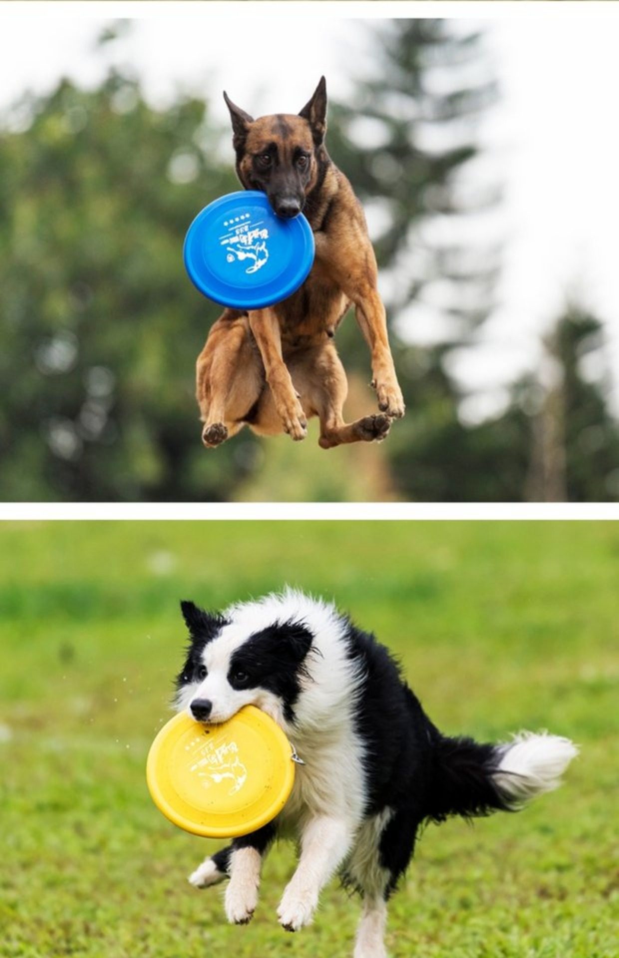 包邮五星飞盘狗专用飞盘耐咬飞碟边牧马犬金毛训练拔河宠物玩具
