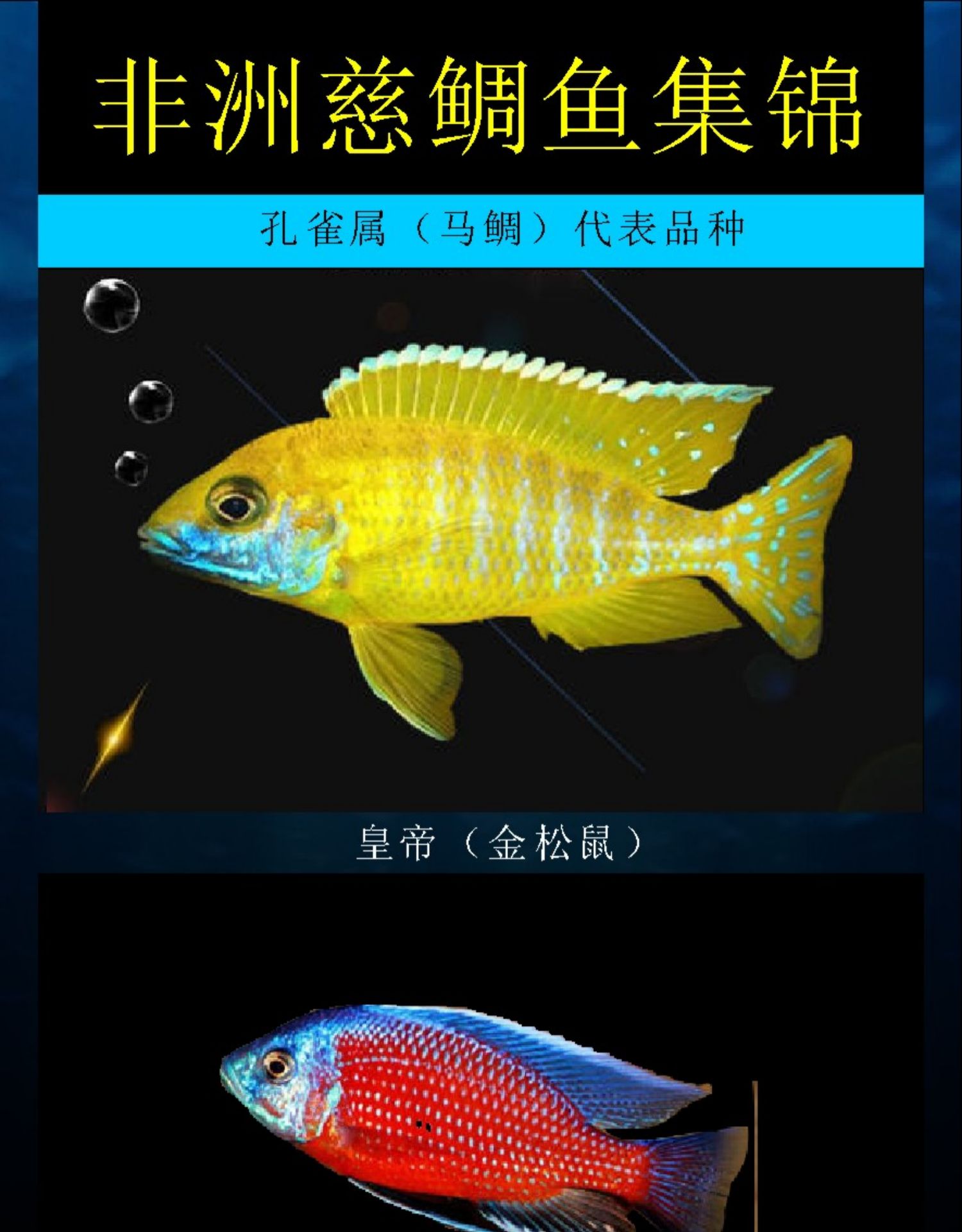热带鱼三湖慈鲷鱼非洲慈鲷鱼马雕维雕坦雕杂雕鱼鱼苗