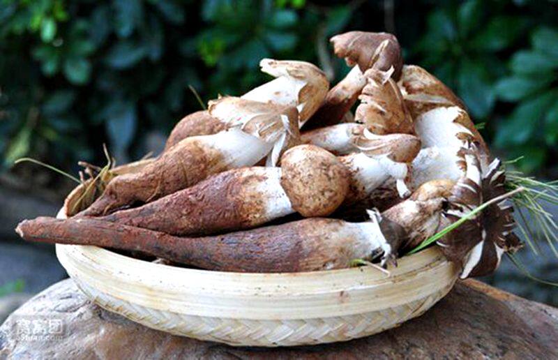 【预售】新鲜白皮鸡枞野生鸡枞菌云南野生菌土特产送礼1000包邮