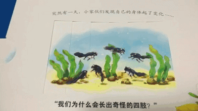 小蝌蚪们长出了四肢
