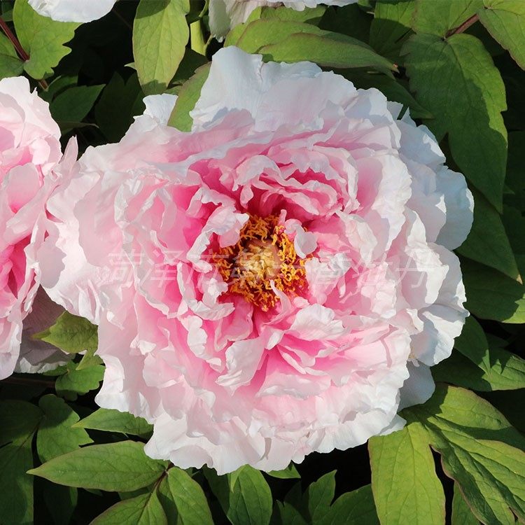 菏泽市第一香牡丹 花兢 菏泽洛阳牡丹大苗 室内盆栽