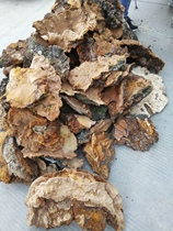 Pine needle layer of the pine needle layer of pine needles