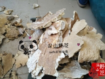 White Rake Tooth Fungus New Medicinal Fungus 500g Bulk Pure Wild Free