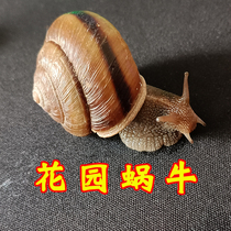 Pet snail garden snail living student science experiment observation big size giant snail set White Jade Beauty