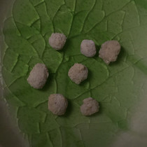 Luo Huluos meat sturdy son is hidden in the shrine offerings