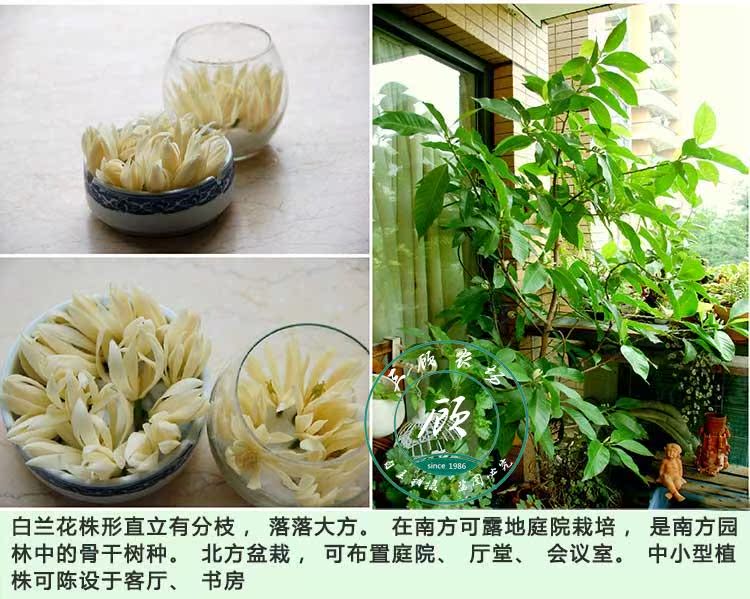 白缅花苗 白兰花树苗 缅桂花 天女木兰 白玉兰苗