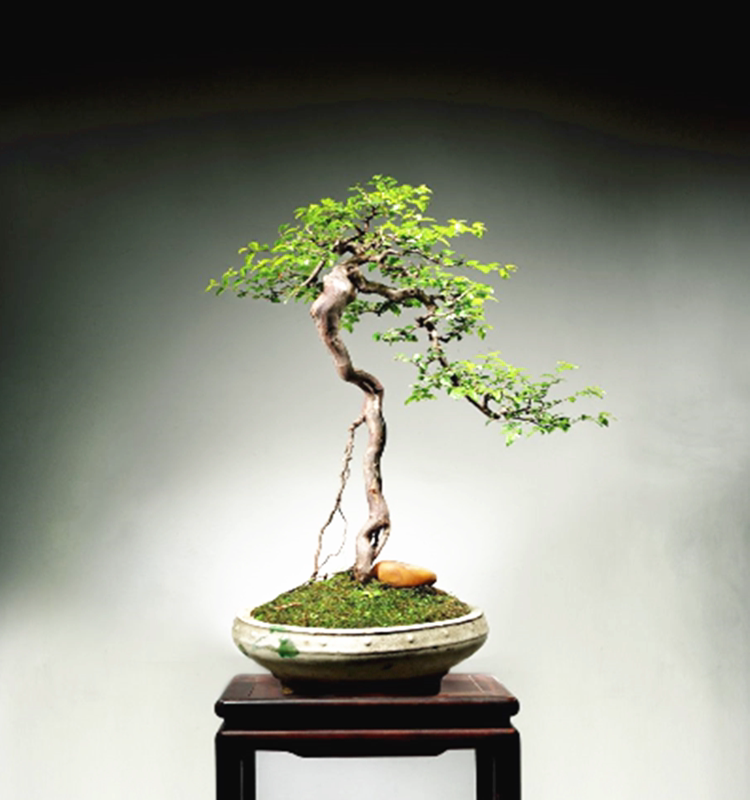 野生雀梅盆景树桩下山桩丛林提根悬崖式雀梅桩微型小盆栽雀梅小桩