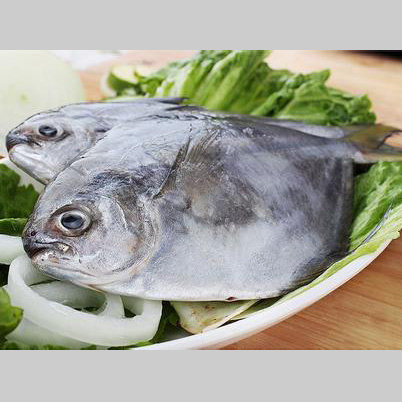 南鲳鱼南美仓急冷