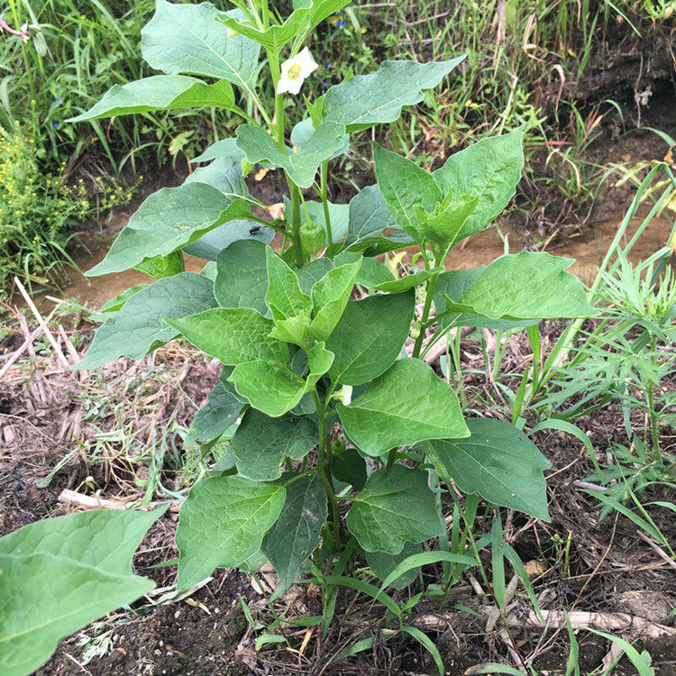 东北长白山纯野生红姑娘根苦姑娘根红菇娘红灯果跟