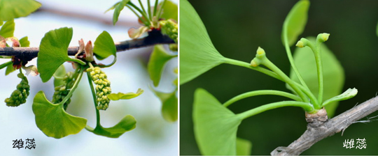 而且入药还分公母,花蕾晒干是"公丁香",丁香晒干叫"母丁香",和果实中医院同工同酬上文园图片