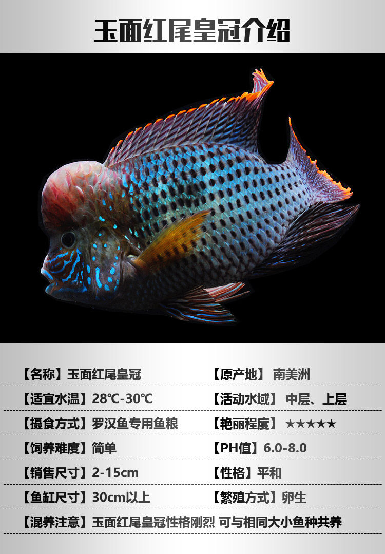 玉面红尾皇冠活体罗汉鱼蓝面财衶观赏鱼淡水鱼热带鱼精品高档罗汉