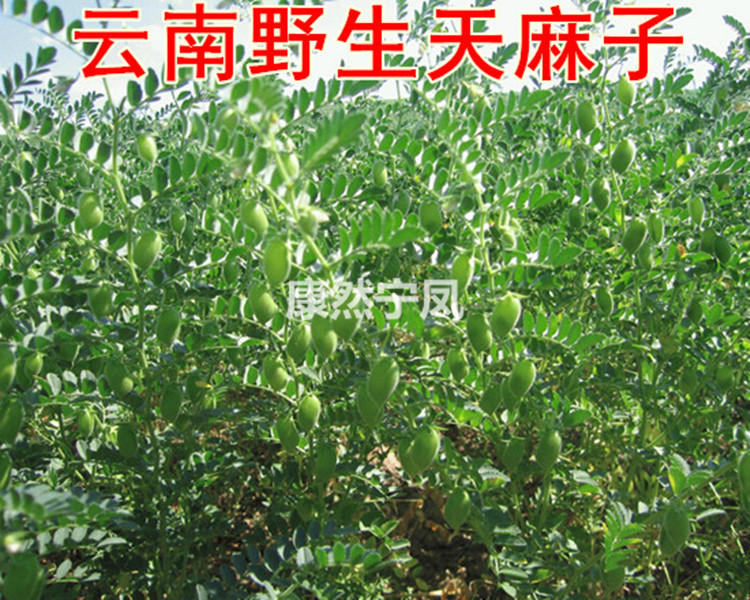 天麻子云南野生小天麻子1500g包邮长寿豆天麻籽用于头晕目眩康然宁凤