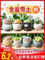 Multi-meat plant flower pot suit combined potted plant green planting flower indoor meat plant special price clear cabin with basin