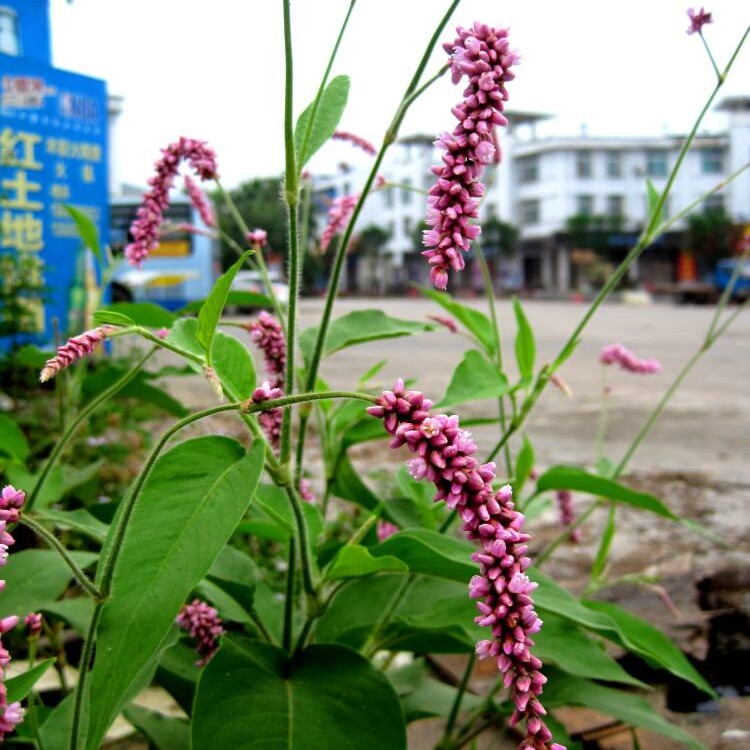 水红花种子红蓼种子狗尾巴花种子耐湿水生景观园林绿化水红花种子