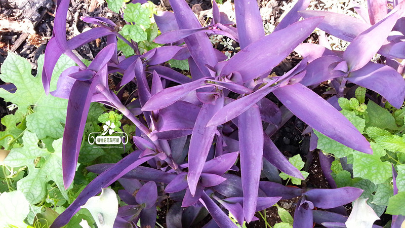 [多年生草本垂吊观叶植物 紫鸭跖草 紫叶草易养可药用包邮] 电玩口袋